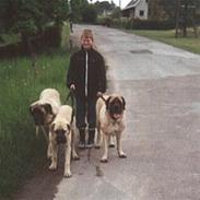 Mastiff Freja (RIP)