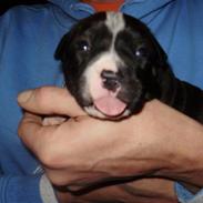 Staffordshire bull terrier Basse