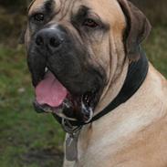 Boerboel Abelles Aslan