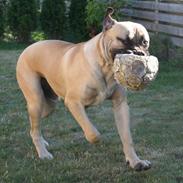 Boerboel Abelles Aslan