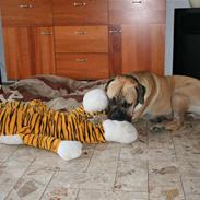 Boerboel Abelles Aslan