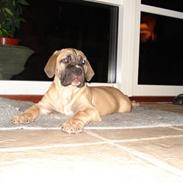 Boerboel Abelles Aslan
