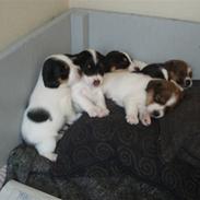 Jack russell terrier Mulle