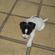 Jack russell terrier Mulle