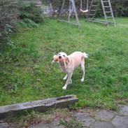 Labrador retriever Molly