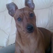 Dvaergpinscher kaiser