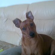 Dvaergpinscher kaiser