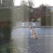 Labrador retriever Molly