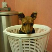 Dvaergpinscher kaiser