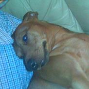 Dvaergpinscher kaiser