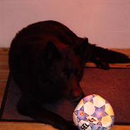 Schæferhund ATZE VOM WINDPARK