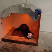 Schæferhund ATZE VOM WINDPARK