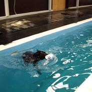 Schæferhund ATZE VOM WINDPARK