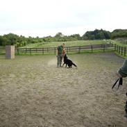 Schæferhund ATZE VOM WINDPARK
