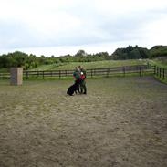 Schæferhund ATZE VOM WINDPARK