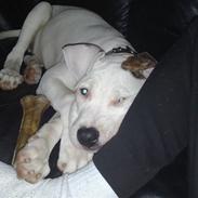 Amerikansk bulldog Deka