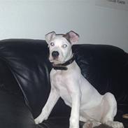 Amerikansk bulldog Deka