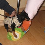 Russisk toy terrier Killer