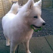 Samojedhund Kato