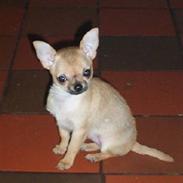 Chihuahua Frontrunner`s Ready To Pl