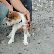 Norsk lundehund Ulfrigga Lundes Lunda