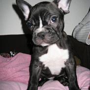 Fransk bulldog Molly