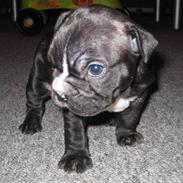 Fransk bulldog Molly