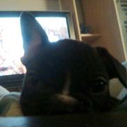 Fransk bulldog Molly