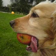 Cocker spaniel Mush-Mush