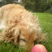Cocker spaniel Mush-Mush