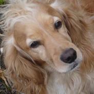 Cocker spaniel Mush-Mush