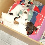 Dansk svensk gaardhund musse