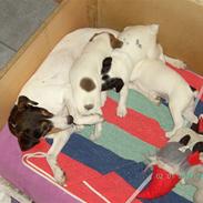 Dansk svensk gaardhund musse