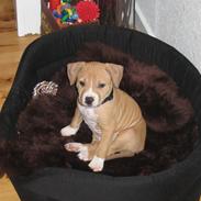 Blanding af racer Nala