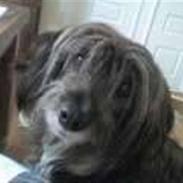 Blanding af racer Kokos