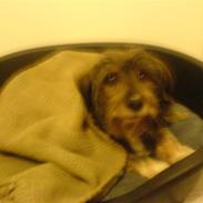 Blanding af racer Kokos