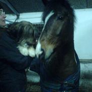 Blanding af racer Kokos