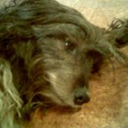 Blanding af racer Kokos