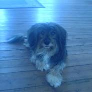 Blanding af racer Kokos