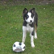 Border collie Jackie