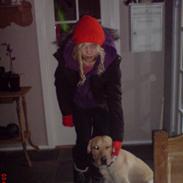 Labrador retriever Hector