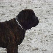 Mastiff Millenium Mastiffs Falcon