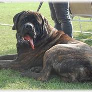 Mastiff Millenium Mastiffs Falcon