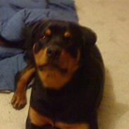 Rottweiler Chicco