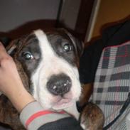 Amerikansk staffordshire terrier Arnold - R.I.P <3