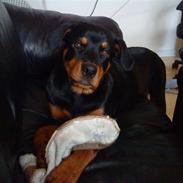 Rottweiler Chicco