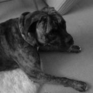 Amerikansk bulldog Cherié