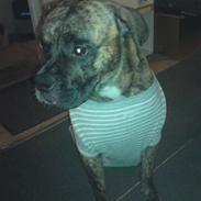 Amerikansk bulldog Cherié