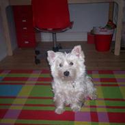 West highland white terrier Pingo 