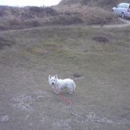 West highland white terrier Pingo 
